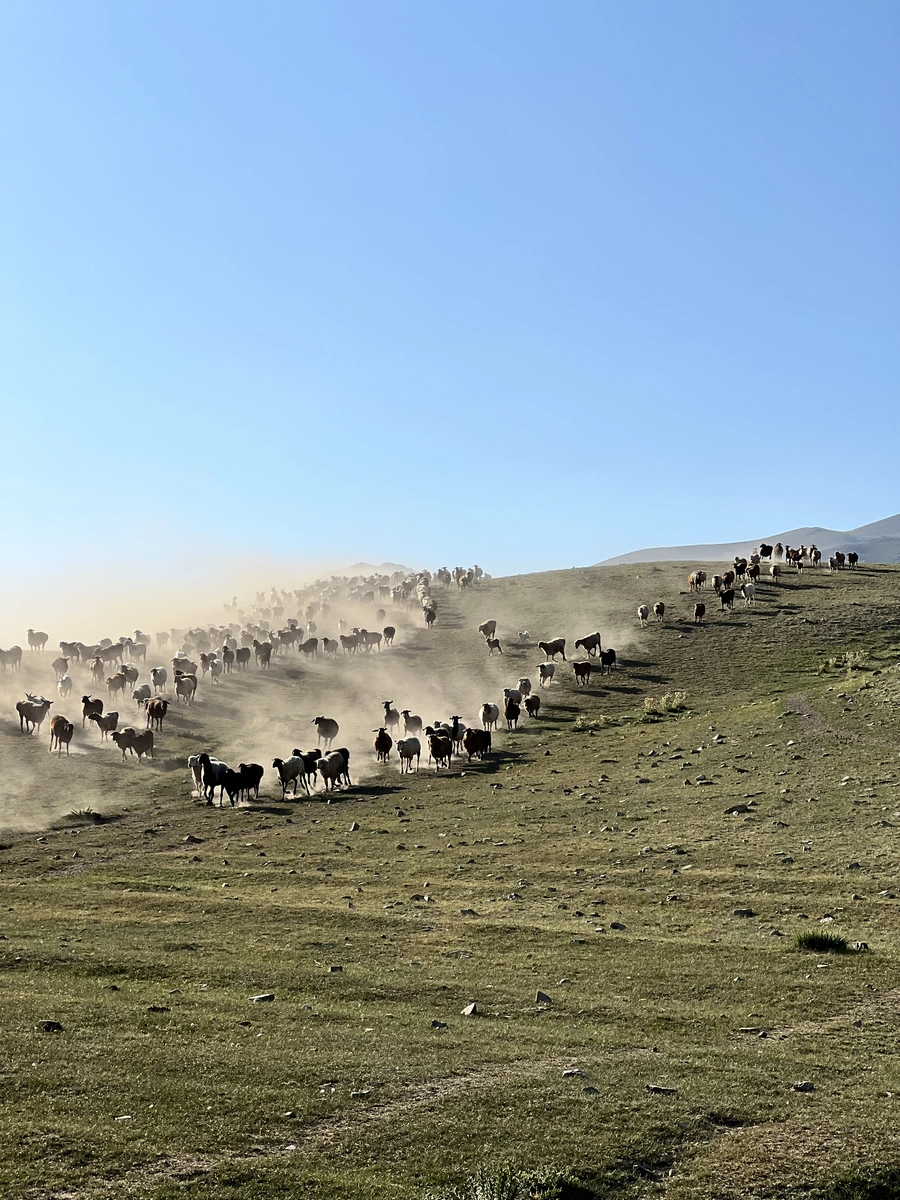 Large flock of sheep kicking up dust while moving across the hills of the Assy Plateau